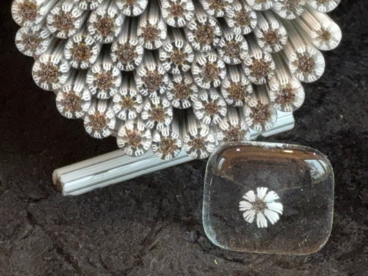 Dandelions, 1oz, COE 96 Murrini Millefiori